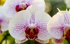 фаленопсис, белая, орхидея, ветка, макро, в крапинку