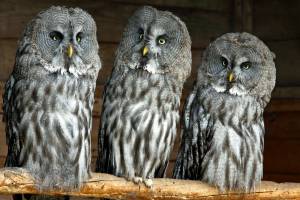      , great grey owl, , , lapland owl