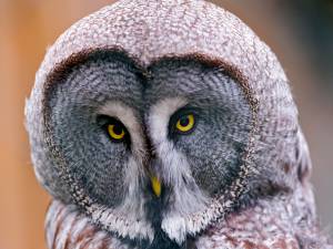     lapland owl, , great grey owl,  