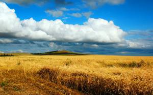 осень, казахстан, поле, песня, жаворонок, степь, дорога, пшеница