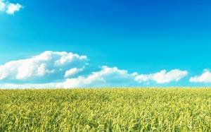 пшеница, горизонт, небо, облака, рожь, поле, злаки