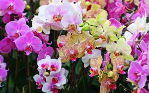 орхидеи, природа, цветок, орхидея, букет, фаленопсис, цветы