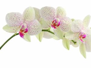 орхидея, красота, цветы, белая
