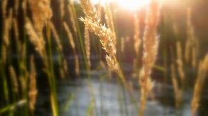 rivers, ,  , wheat, water, sunrise