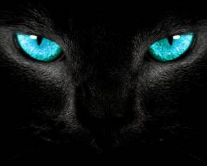     , , black, kitty, eyes, blue, 