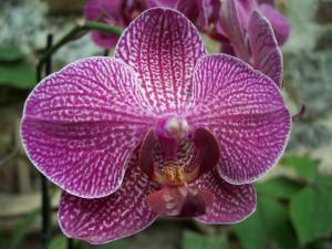 макро, Орхидея, цветы