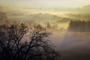 пар, Канада, туман, природа, Утро, деревья
