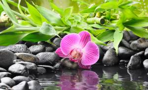 вода, черные, камни, орхидея, отражение, цветок