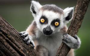 , , ring-tailed lemur