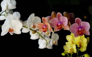цветы, цветок, красивые, орхидея, букет, природа, нежные, орхидеи
