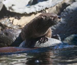 , Zoo, , river, otter, Alaska