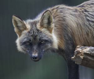 , Zoo, Alaska, Red Fox