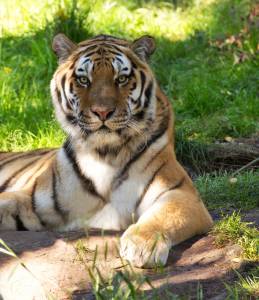 , Alaska, Zoo, Amur Tiger, 