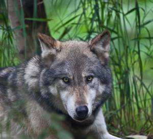 Zoo, , Alaska, Wolf
