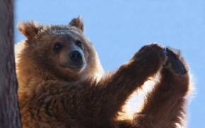 Alaska, Bear, Grizzly, , Cub, 