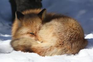 Alaska, Zoo, , Red Fox