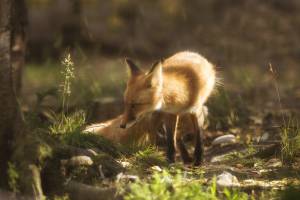 Red Fox, Zoo, , Alaska