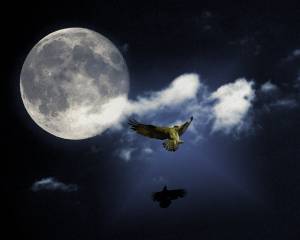 crow, , Moon Dance, , osprey