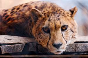 cheetah, Hochdorf, Switzerland, , Canton of Lucerne, Tonis Zoo