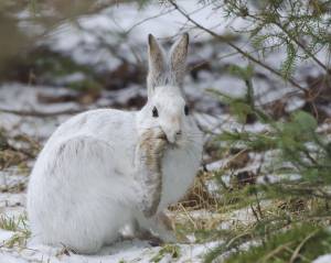 Canada, , Ontario, , snowshoe hare, Sault Ste. Marie
