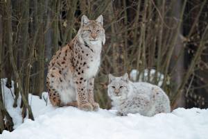 Netherlands, lynxes, GaiaPark Kerkrade Zoo, 