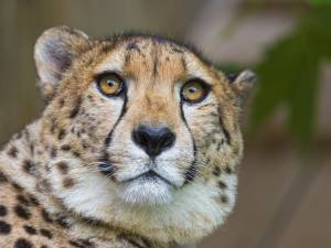 , Hochdorf, Canton of Lucerne, Tonis Zoo, cheetah, Switzerland