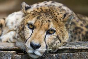 cheetah, , Tonis Zoo, Hochdorf, Canton of Lucerne, Switzerland
