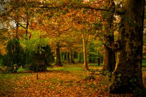 Eve Casa del Campo Park, Spain, forest, Madrid, autumn