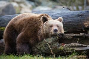 , Bavaria, Brown, , Zoo of Straubing, Germany, bear