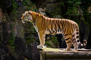 tiger, , Sweden, Boras Zoo