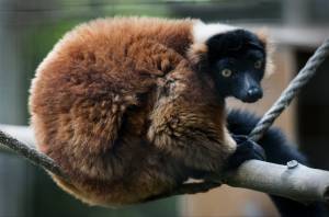 Illinois, Bloomington,  , Miller Park Zoo, red ruffed lemur, 