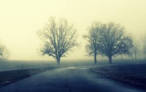    fog, trees, road, They guard the way