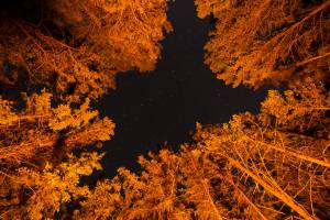 Roche Lake Provincial Park, British Columbia, trees, night, Kamloops, Canada, stars, campfire