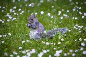     grey squirrel, , 