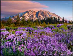     purple show, mount saint helens national park, wa