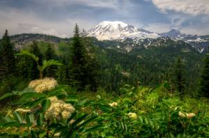     , , , Mt Rainier, , , , 