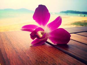 цветок, розовый, море, орхидея