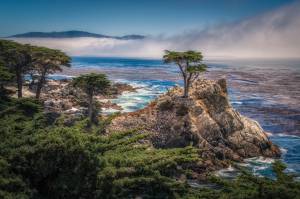 California, The Lone Cypress, Pebble Beach, USA