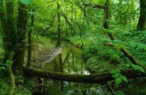 природа, речка, лес, деревья, ручей