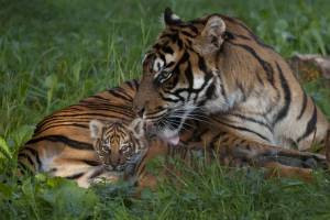 sumatran tigers, sweden, Parken zoo, ESKILSTUNA