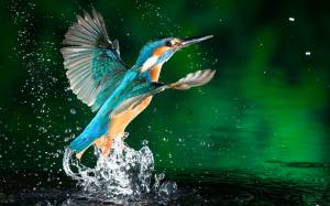 , kingfisher, 