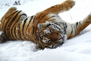тигр, снег, дикая кошка, амурский