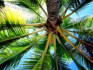 пальма, ствол, листья, природа