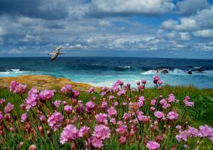 чайка, море, пейзаж, цветы, небо, облака
